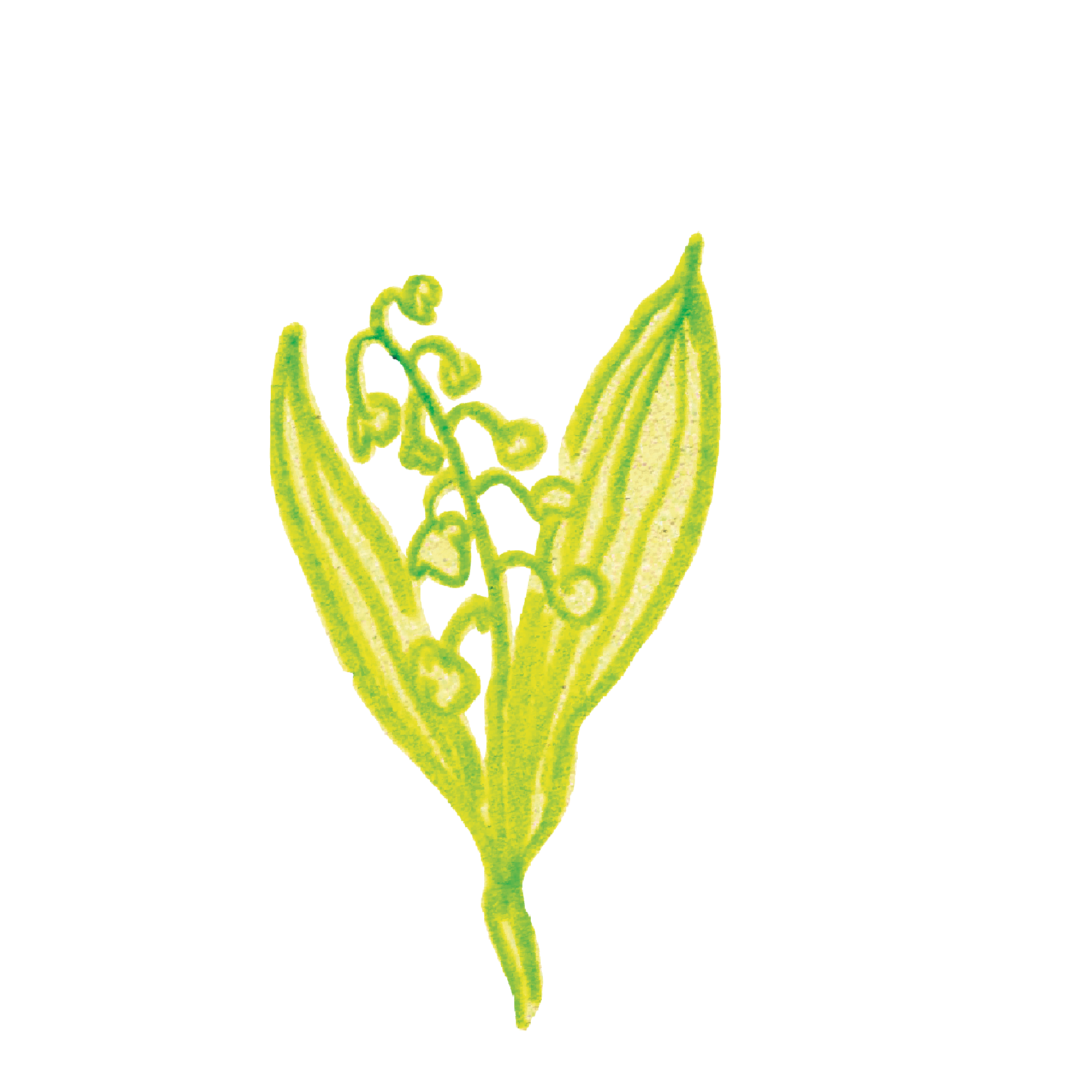 plante 5