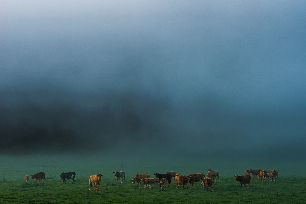 vaches-calestienne